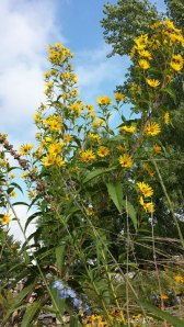 Sawtooth sunflower in the Cherry Creek Habitat