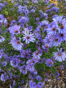Smooth aster in the habitat.