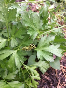 Swallowtail caterpillar on parsley.