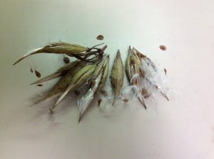 Swamp milkweed seeds.