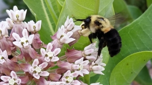Bumblebee on a common milkweed in the habitat
