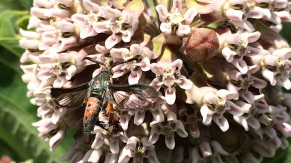 Squash Vine Borer Clearwing Moth on Common Milkweed