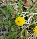 Dandelion, see the tiny bee?