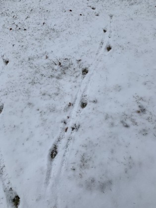 deer tracks